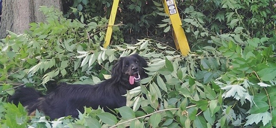 TEST: Why All Natural Dog Food is Best for Your Pet